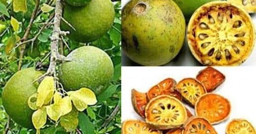 ផ្លែព្នៅ ផ្ដល់អត្ថប្រយោជន៍ច្រើន តែពលរដ្ឋមិនសូវស្គាល់