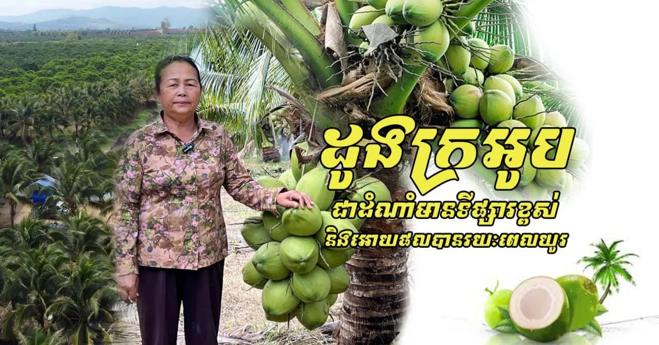 ដូងក្រអូប ជាដំណាំមានទីផ្សារខ្ពស់ និងឱ្យផលបានរយៈពេលយូរ