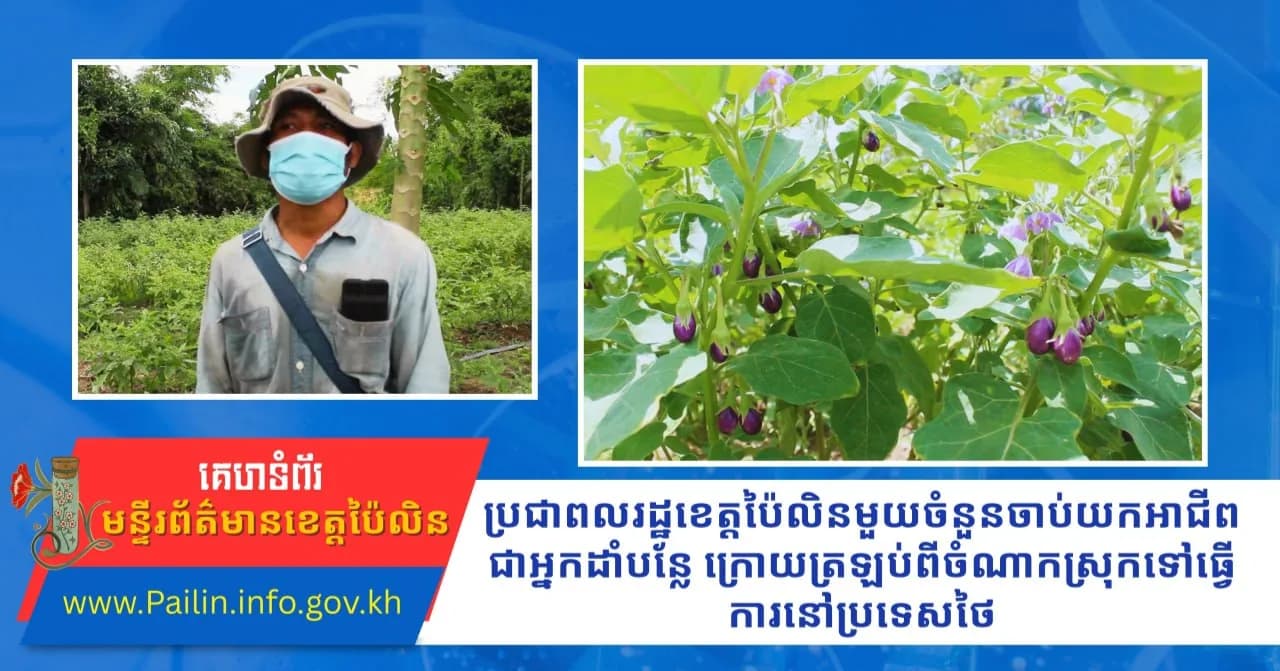 ប្រជាពលរដ្ឋខេត្តប៉ៃលិនមួយចំនួនចាប់យកអាជីពជាអ្នកដាំបន្លែ ក្រោយត្រឡប់ពីចំណាកស្រុកទៅធ្វើការនៅប្រទេសថៃ