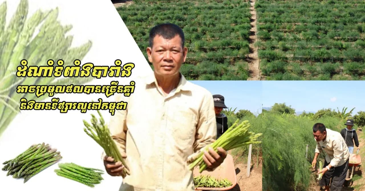 ដំណាំទំពាំងបារាំង អាចប្រមូលផលបានច្រើនឆ្នាំ និងមានទីផ្សារល្អនៅកម្ពុជា