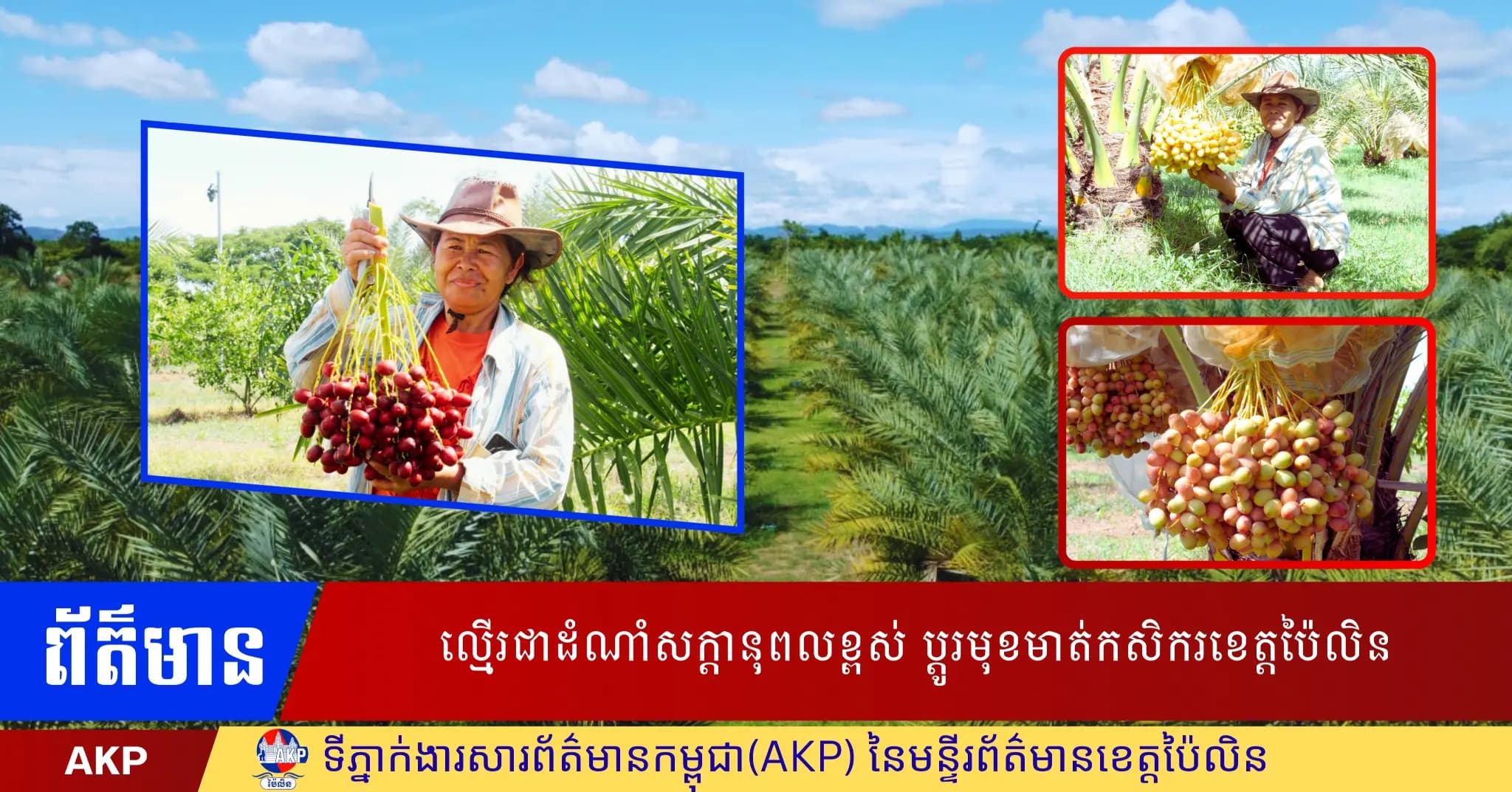 ល្មើរជាដំណាំសក្តានុពលខ្ពស់ ប្តូរមុខមាត់កសិករខេត្តប៉ៃលិន